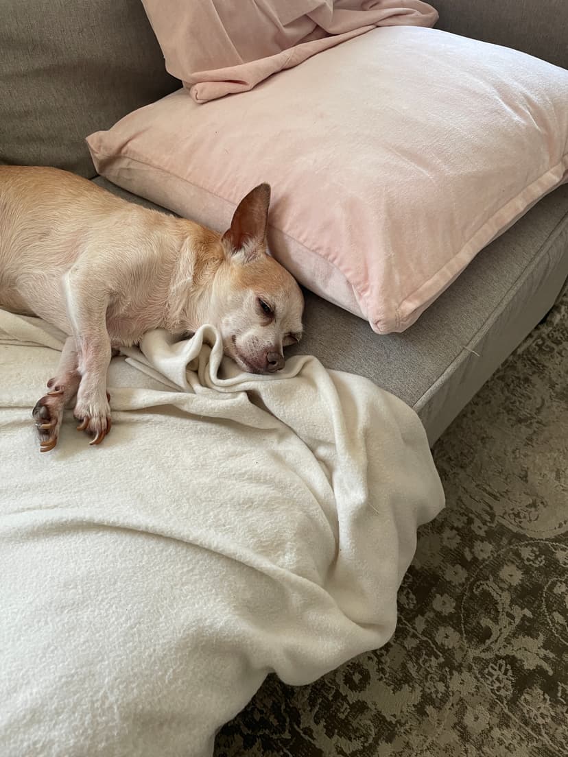 My chihuahua