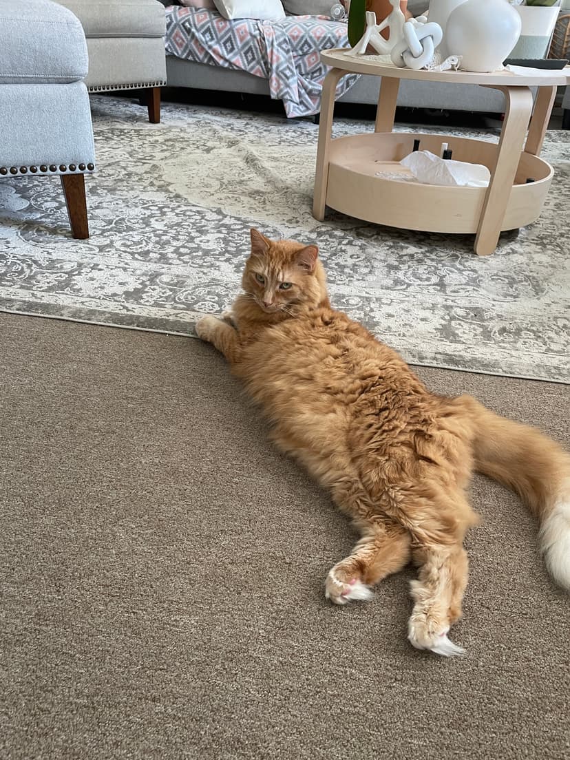 My orange cat